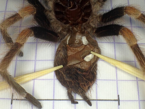 Manipulating the molt with toothpicks