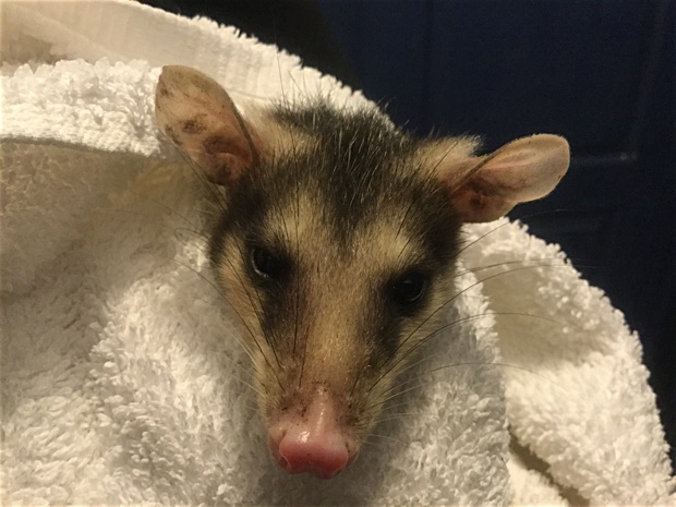 Close-up of a juvenile opossum held with a towel