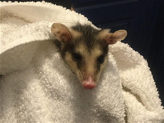 Juvenile opossum held with a towel