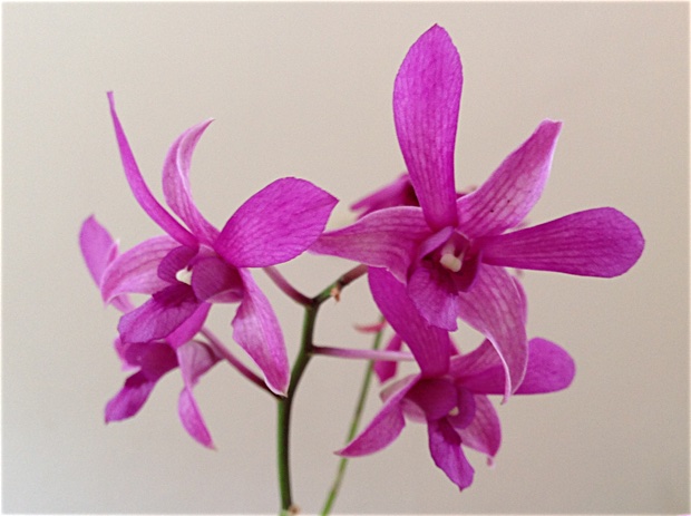 Dendrobium orchid flowering