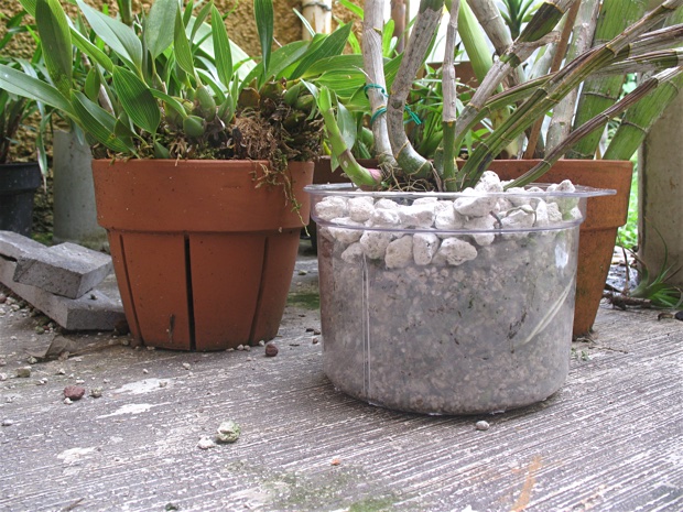 Plastic ice bucket with a dendrobium orchid