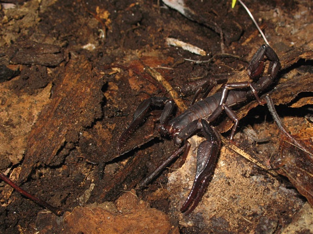 Adult male Diplocentrus melici