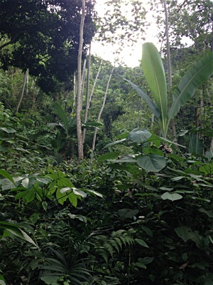 Jungle in the barranca