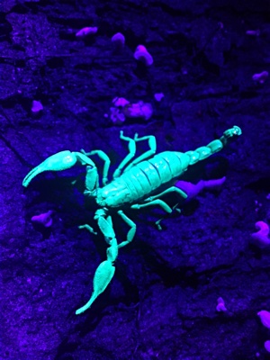 Diplocentrus melici scorpion