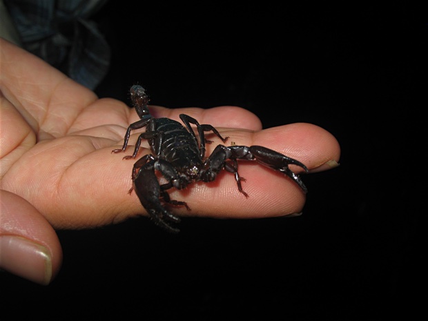 Esme holding a Diplocentrus melici