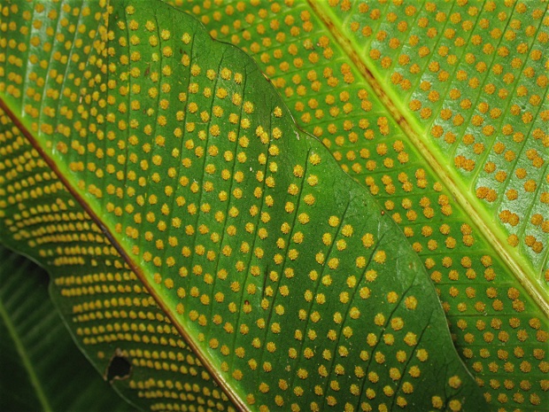 Close-up of pores under fern fronds