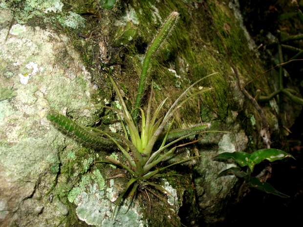 An airplant and cactus growing on a rock