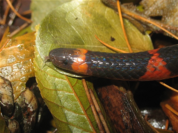 Close-up of the head of Geophis semidoliatus