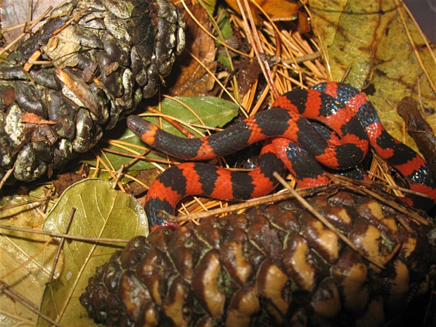 Close-up of a Geophis semidoliatus