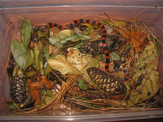 Geophis semidoliatus in storage box