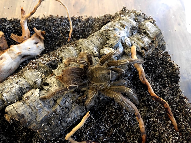 Aphonopelma seemanni in its terrarium