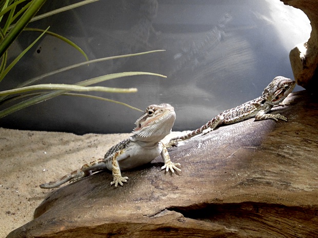 Bearded dragons, Pogona vitticeps