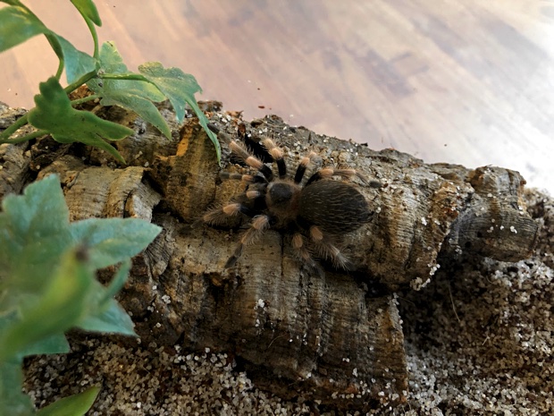 Brachypelma smithi in its terrarium