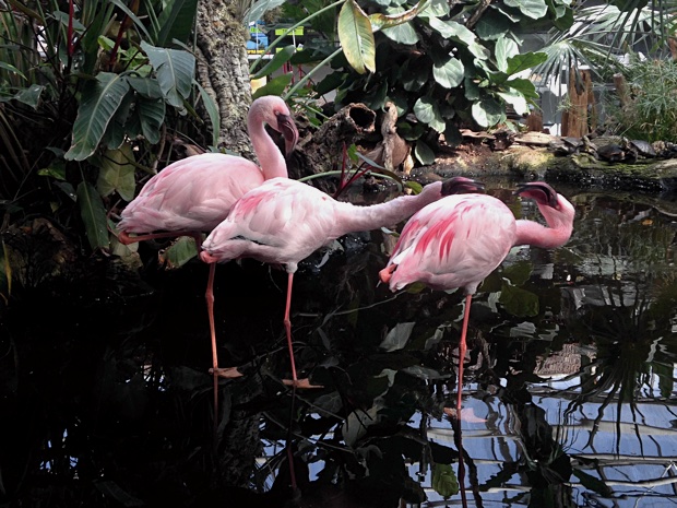 Flamingos quarreling
