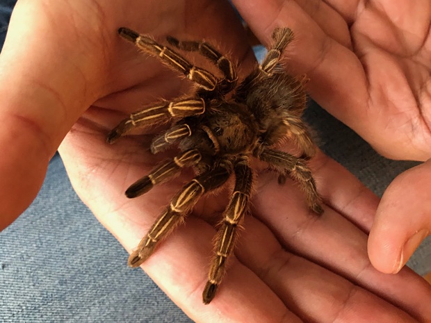 Handling an Aphonopelma seemanni