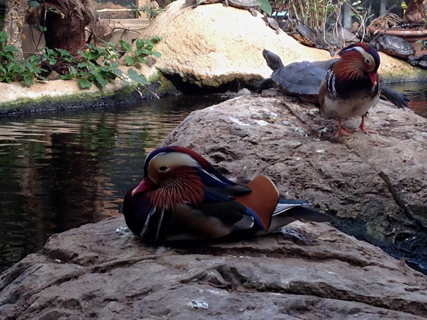 Two male mandarin ducks, Aix galericulata