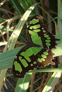 Green butterfly on sugarcane leaf.