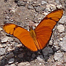 Butterfly on a road, Mexico