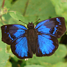 Beautiful small blue butterfly, Guatemala