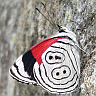 88 butterfly, Mexico