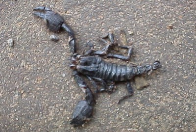 Dead scorpion on a road in Sri Lanka