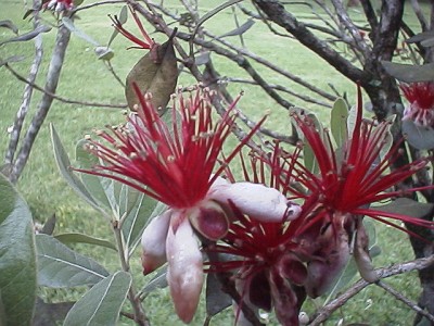 Feijoa Sellowiana flowers, Jardin Botanico Clavijero