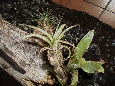 Piece of wood and tillandsias