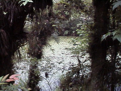 A small lake, almost hidden from view