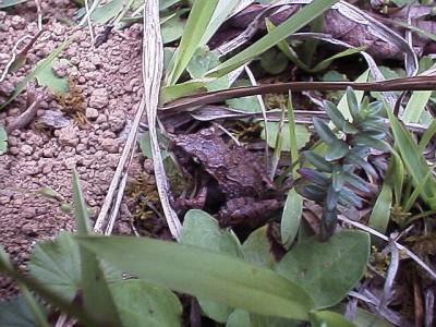 Small frog