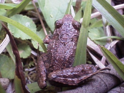 Close-up of the small frog