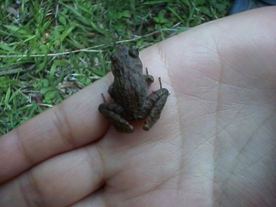 The frog on Esmeralda's hand