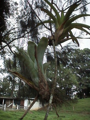 Two tillandsias attached to a twig