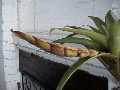 Tillandsia, attached to the right wall of fireplace