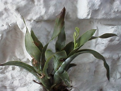 Tillandsia with flower buds The last one a small air plant cluster with a
