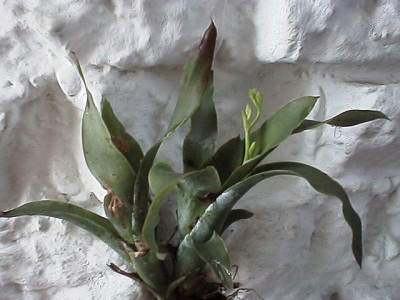 Tillandsia with flower buds The last one a small air plant cluster with a 