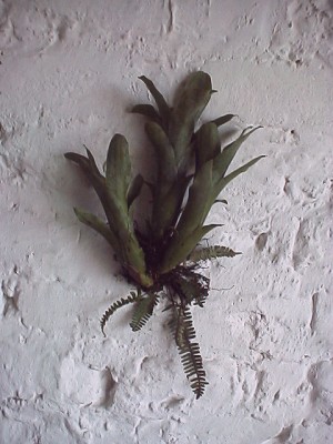 Tillandsias in the bedroom