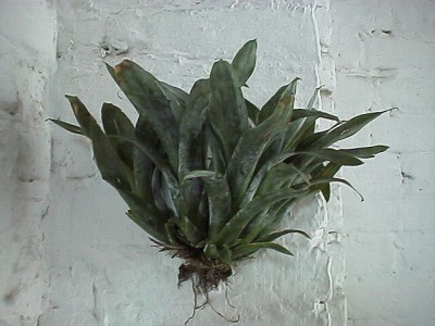 Tillandsias, attached to the left wall of fireplace