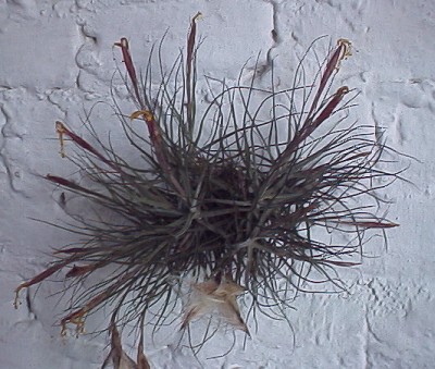 Cluster of tillandsia found near Xico