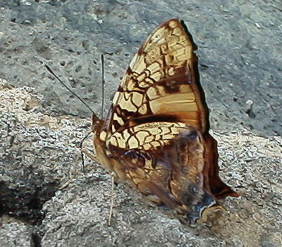 Butterfly resting
