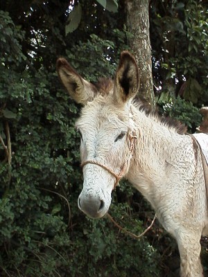 A donkey