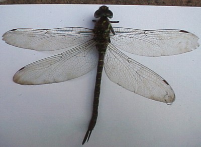 Dragonfly, head to tail over 6cm