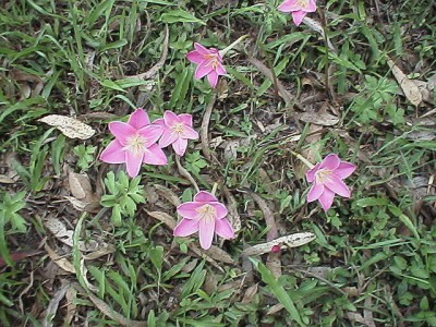 Pink flowers near the faculty of architecture