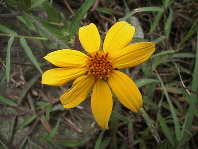 Yellow flower near the rail road track