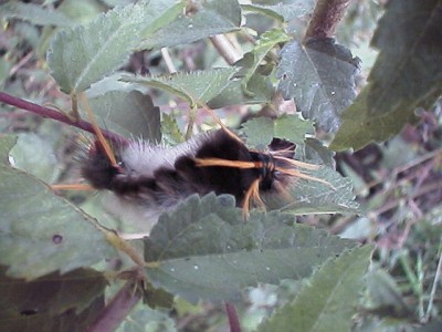 A hairy caterpillar