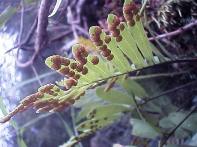 Fern leaf with spores