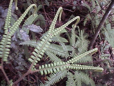 More ferns.