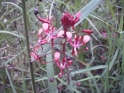 Pink flowers