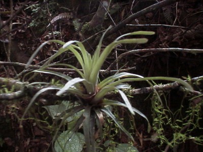 A small Tillandsia