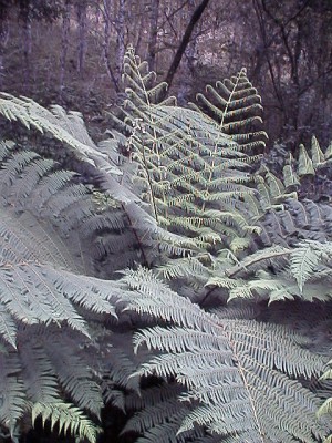 Tree ferns in a gully