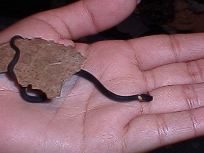 Juvenile ringneck snake on Esme's hand